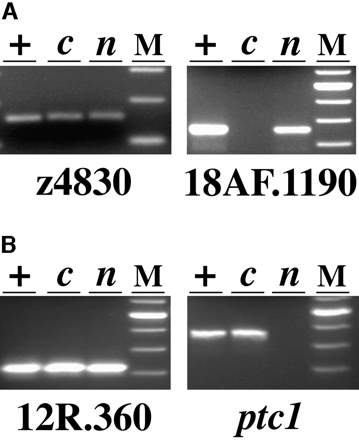 Analysis of LG 12 (A) and LG 2 (B) markers in haploid progeny of a b213/+ female. Pools of DNA from wild-type (lanes +), cycb213 (lanes c), and necb213 (lanes n) haploid embryos were tested with the SSLP z4830, STS markers derived from the RAPDs 18AF.1190 and 12R.360 and the gene patched1 (ptc1). z4830 and 12R.360 amplify from all three DNA samples, whereas 18AF.1190 fails to amplify from cycb213 DNA and ptc1 fails to amplify from necb213 DNA. Size standards (100-bp ladder, Life Technologies, Gaithersburg, MD) are shown in lanes M; fragment sizes are 160 bp for z4830, 360 bp for 18AF.1190, 330 bp for 12R.360, and 480 bp for ptc1.