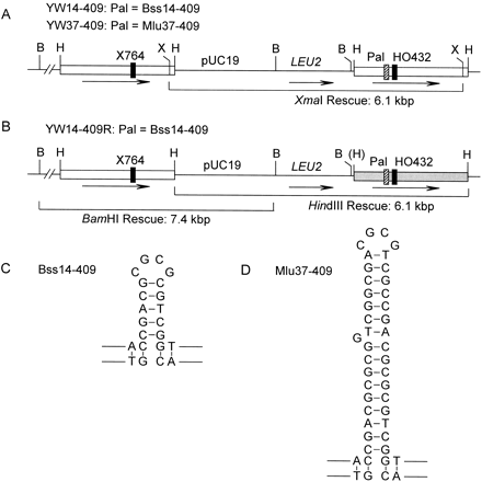 Recombination substrates. (A) Strains YW14-409 and YW37-409 have nontandem direct ura3 repeats (boxes) flanking pUC19 and LEU2 and integrated at the normal ura3 locus on chromosome V. The left allele is inactivated by the X764 frame-shift mutation and the right allele by HO432 and 14- or 37-bp palindromic insertions (Pal). Digestion with XmaI releases a 6.1-kbp fragment containing the right allele linked to pUC19 for rescue into E. coli. BamHI, HindIII, and XmaI sites are indicated by B, H, and X. (B) Strain YW14-409R is identical to YW14-409 except that the right ura3 allele has eight silent RFLP mutations indicated by the shaded box (see Figure 3). (C–D) Predicted stem-loop structures of the perfect 14-bp palindrome, and near-perfect 37-bp palindrome, as they would occur in hDNA.