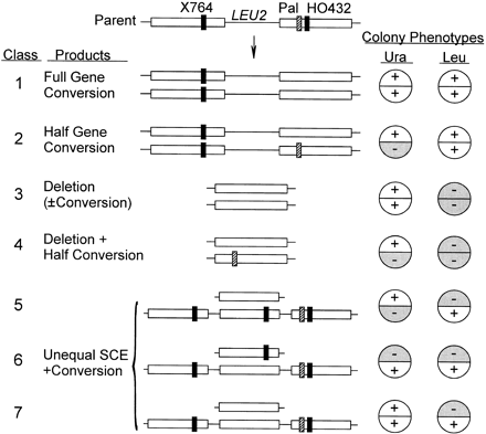 Sectored and nonsectored colony genotypes and phenotypes. The parental substrate is shown at the top as in Figure 1. Below are predicted products of reciprocal (or SSA) and nonreciprocal events shown as two segregation products following the first post-recombination division. Half-colony phenotypes corresponding to the URA3 and LEU2 genotypes for each segregation product are shown on the right. HO432 is assumed to be converted in at least one allele in all cases, whereas Pal may undergo full or half conversion. Only full gene conversions and simple deletions produce nonsectored colonies; all others involve sectoring of either URA3 or LEU2 or both. Half-gene conversions of Pal produce sectored Ura+/− colonies in which both halves are either Leu+ (no deletion) or Leu− (deletion). Unequal exchanges produce one apparent deletion product and a triplication, and can produce sectoring of URA3, LEU2, or both. Full or half gene conversion events can occur in G1 cells through intrachromosomal interactions, or in G2 cells through either intrachromosomal or sister chromatid interactions; the system does not distinguish intrachromosomal and sister chromatid conversions.