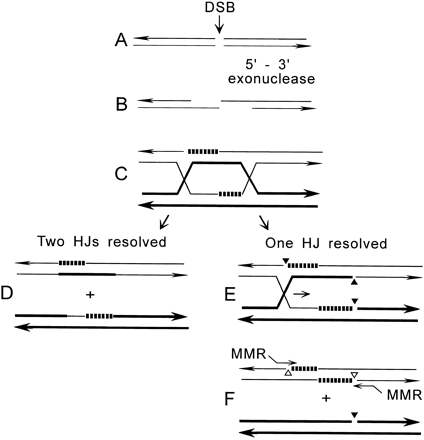 Two versions of the DSB repair model. An unbroken homolog is shown by thick lines, repair synthesis by dashed lines, single-strand nicks by triangles, and end-directed mismatch repair of hDNA by “MMR” initiating at open triangles. (Left) The original DSB repair model (Szostak et al. 1983) as modified by Sun et al. (1991), in which both HJs are resolved. (Right) A model proposed by Gilbertson and Stahl (1996) to account for the lack of hDNA in unbroken alleles. In both models, mismatch repair occurs after HJs are resolved. HJs may be resolved in two senses to yield crossover products or noncrossover products; here only the latter are shown. See text for further details.
