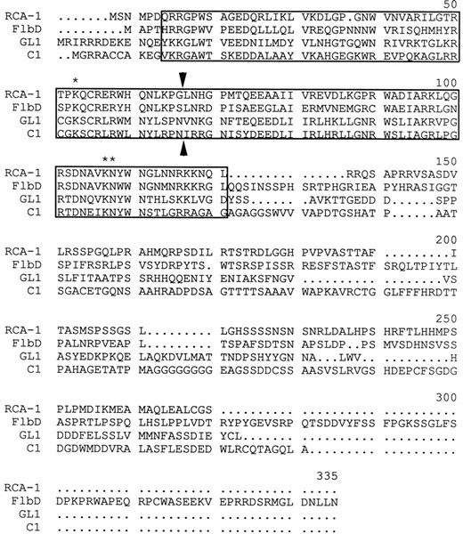 Comparison of deduced amino acid sequences of N. crassa RCA-1, A. nidulans FlbD, Arabidopsis GL1, and Maize C1 proteins. The Myb-like DNA binding domains of these proteins are boxed. The conserved residues in c-Myb that make specific contacts with the nucleotides of the AACNG sequence are marked by asterisks. Arrowheads mark the boundary between the imperfect repeats of the Mby-like DNA binding domains.