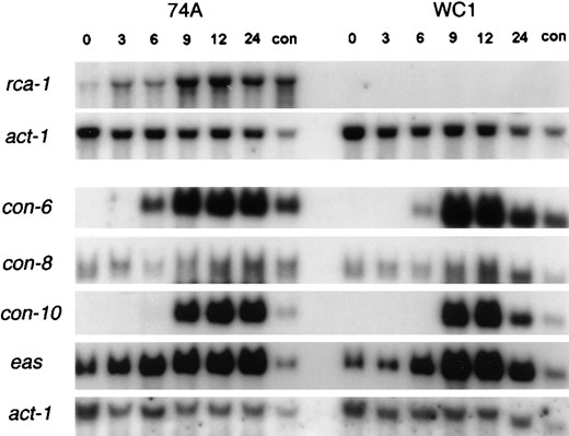 Northern analysis of N. crassa wild-type (WT) strain 74-OR23-1A and the Δrca-1 strain WC1. Total RNA was extracted from the wild-type and Δrca-1 strains at different developmental stages after induction of macroconidiation. Time after induction (hr) is indicated for each lane. RNA from 7-day-old macroconidia (con) was also isolated. The top two panels show a single blot of RNA from WT and Δrca-1 strains sequentially probed with rca-1 and actin (act-1). The lower five panels represent a second blot of the same RNA samples probed sequentially with con-6, con-8, con-10, eas, and act-1 clones.