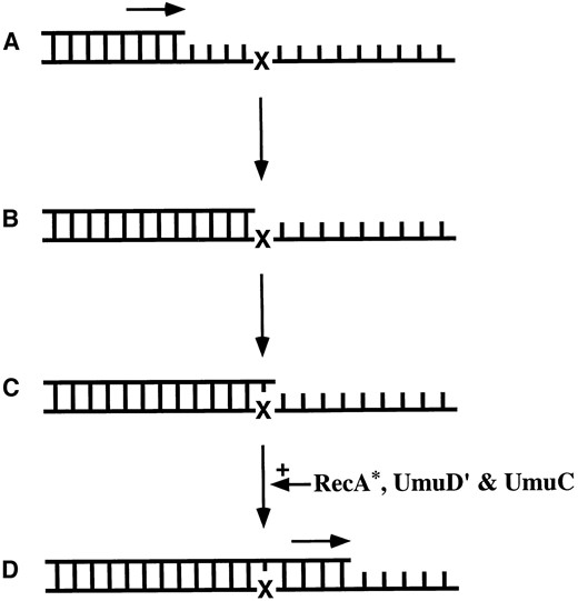 The model of SOS mutagenesis via translesion synthesis. (A) The DNA polymerase is replicating a DNA template normally (active replication is indicated by: →). (B) The polymerase encounters a damaged nucleotide (X). (C) The polymerase incorporates a nucleotide opposite the lesion but cannot replicate through the lesion. (D) RecA*, UmuD′, and UmuC are required for the polymerase to replicate through the lesion (translesion synthesis). If the nucleotide incorporated opposite the lesion was incorrect (C), translesion synthesis will fix the mutation in the organism's genome (D).