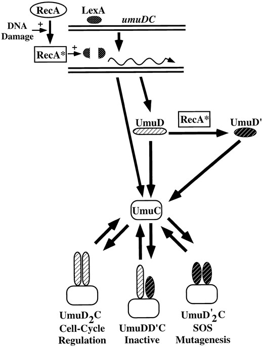 Regulation of the umuDC operon by RecA and LexA. DNA damage generates a signal that converts RecA to RecA*. RecA* mediates the cleavage of the LexA repressor that results in the induction of the umuDC operon as well as the rest of the SOS response genes. RecA* can also mediate the processing of UmuD to the shortened UmuD′ molecule. UmuD and UmuD′ can interact with UmuC in a variety of combinations. The Umu(D)2C complex seems to be involved in regulating the E. coli cell cycle after DNA damage. The Umu(D′)2C complex is active in SOS mutagenesis (translesion synthesis). The third complex, UmuDD′C, does not appear to have an activity, but it may play a role in shutting off SOS mutagenesis by sequestering UmuD′.