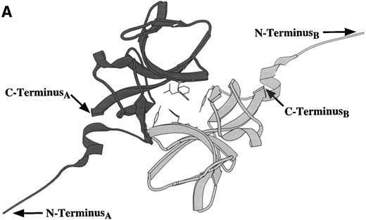 Ribbon diagrams of the two UmuD′2 homodimer interfaces seen in the crystal structure (Peat et al. 1996a). (A) This interface, which involves interactions between aromatic amino acids, was described as the UmuD′2 homodimer interface by Peat and his colleagues (1996a). Note the separation of the carboxyl-termini of the two monomers. (B) The second interface, termed the “filament dimer” interface by Peat and his colleagues (1996a,b), involves aliphatic interactions that are particularly extensive between the two carboxyl-termini. NMR analysis of the UmuD′2 homodimer indicates that the dimer interface in solution involves extensive carboxyl-termini interactions and, therefore, is this aliphatic interface (Ferentz et al. 1997). In addition, the multimeric UmuD′2 filaments seen in the crystal by Peat and his colleagues (1996a,b) do not occur in solution (Ferentz et al. 1997).