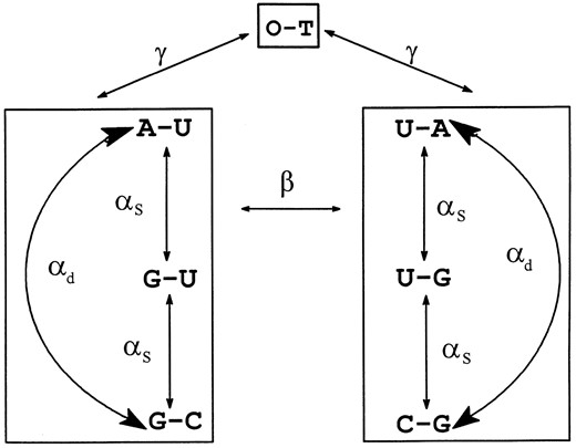 The OTRNA Model. This is a schematic representation of an instantaneous substitution model. There are seven possible states for a site: A-U, G-U, G-C, U-A, U-G, C-G, O-T with frequencies π1, π2, π3, π4, π5, π6, and π7, which are considered to be at equilibrium. We also define π1 + π4 = π8, π2 + π5 = π9, π3 + π6 = π10. The base combinations can be considered in three groups each enclosed by a box. In the first two groups, single transition substitutions occur at a rate αs to or from the G-U base pair and double transition substitutions occur at a rate αd from A-U to G-C and vice versa. Double transversion substitutions occur between these two groups at rate β. All other substitutions occur to and from another combination of bases lumped together as O-T with a rate γ. The αs, αd, β, and γ are the number of substitutions per unit time.