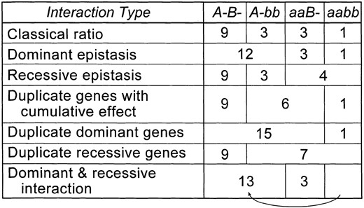 Some unusual segregation ratios. Arrows join genotypes with similar phenotypes. After Snyder (1935) and Stansfield (1991).