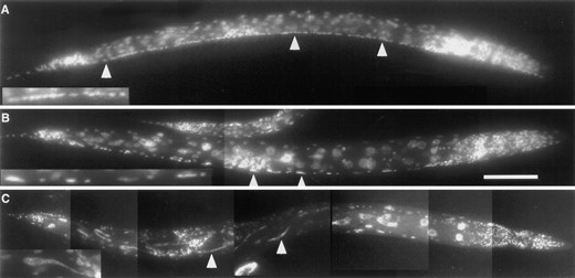 DAPI-stained wild-type and Stu mutant animals. Anterior is at right in all panels. (A) Wild type. Arrowheads indicate the single row of ventral cord nuclei that runs along the bottom edge of the animal. Inset, magnified view of nuclei. (B) zyg1(oj7). Arrowheads indicate polyploid nuclei within the ventral cord. Inset, magnified view of nuclei. (C) abc-1(oj2). Arrowheads indicate elongated intestinal cell nuclei. Inset, magnified view of an intestinal cell nucleus. Bar in B corresponds to 50 μm for A and 100 μm for B and C.