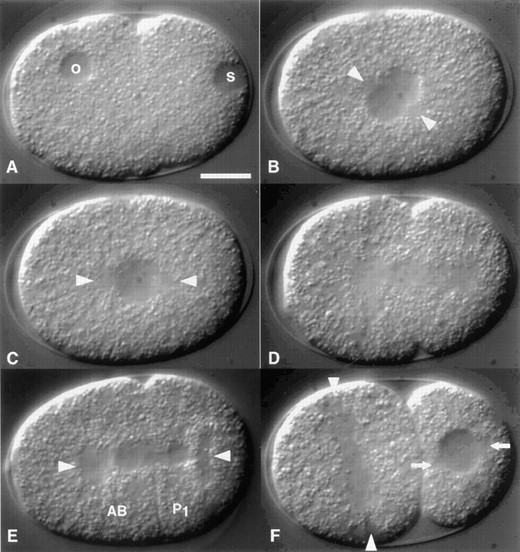 Early embryonic development of C. elegans. (A) Pronuclear migration. The oocyte pronucleus (o) is traveling toward the sperm pronucleus (s) at the posterior of the embryo. A pseudocleavage furrow (visible at mid-egg length) forms but does not complete and regresses shortly after the oocyte pronucleus passes through it. (B and C) Rotation of the centrosome-pronucleus complex. The two pronuclei meet at the posterior then move to the center, where they undergo a 90° rotation to position the centrosomes (arrowheads) on the anterior-posterior axis. (D and E) First cleavage. The spindle initially forms at the center of the cell but becomes eccentrically placed toward the posterior during anaphase. The ensuing furrow divides the cell into a larger anterior cell (AB) and a smaller posterior cell (P1). Note that the AB centrosome is spherical, while the P1 centrosome is disc shaped (arrowheads in E). (F) Second division. The AB spindle forms first and is perpendicular to that of P1. The different spindle orientations are a consequence of different patterns of centrosome movements (Hyman and White 1987). The centrosome pairs of both AB and P1 are initially aligned along the same transverse axis—where, in AB, they establish the poles (arrowheads) of the mitotic spindle. However, prior to spindle formation in P1, the centrosomes (arrows), together with the nucleus, rotate by 90° so that the P1 spindle forms on the anterior-posterior axis. Anterior is to the left in all panels. Bar, 10 μm.