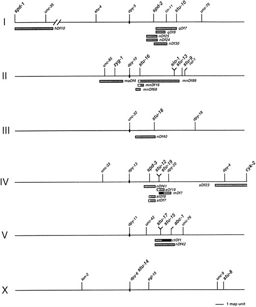 Positions of Stu mutations in a simplified genetic map of C. elegans. Each holocentric chromosome is depicted as a horizontal line, with the designated center indicated by a solid oval. The positions of selected genes are indicated by vertical lines; those identified in this screen are shown in a larger font. The mutation oj7 was only partially mapped before it was determined to be an allele of the zyg-1 gene. Thus, the previously established map position of zyg-1 is shown. The positions and extents of chromosomal deficiencies are indicated by the shaded bars beneath the corresponding chromosomes. In some cases, a deficiency appeared to overlap the position of a Stu mutation that it complemented; the unshaded area indicates the extent of overlap. In other cases, a deficiency appeared not to overlap the position of a Stu mutation that it failed to complement; the distance between the deficiency breakpoint and the Stu mutation is indicated by a solid bar.