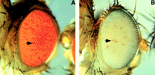 —The bwDX7 mutation exhibits atypically weak trans-inactivation. (A) Eye from a bwDX7/bw+;st individual showing weak trans-inactivation. Arrow indicates a bw-;st- ommatidium, which appears darker because absence of pigment causes an interruption in the densely packed array of pigmented cells. (B) Eye from a bwDX7/bw1;st individual showing strong cis-inactivation (i.e., silencing of the bw+ gene present on the bwDX7 chromosome). Arrow indicates a bw+;st- ommatidium; phenotypically bw-;st- ommatidia are white.