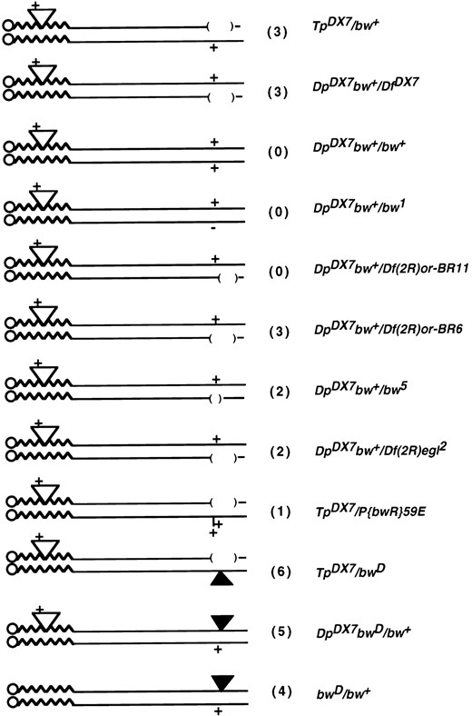 —Diagrammatic depiction of heterozygous combinations of 2R homologs referred to in the text. Heterochromatin is depicted as a wavy line, the centromere as a circle, DpDX7 as an open triangle, bwD as a filled triangle, deficiencies as parentheses, and a bw+ transgene as a vertical line. Genotypes are categorized by their degree of silencing (in parentheses), where category 0 appears wild type and category 6 appears almost completely unpigmented. The actual position of the bw+ gene within DpDX7 component has not been determined.