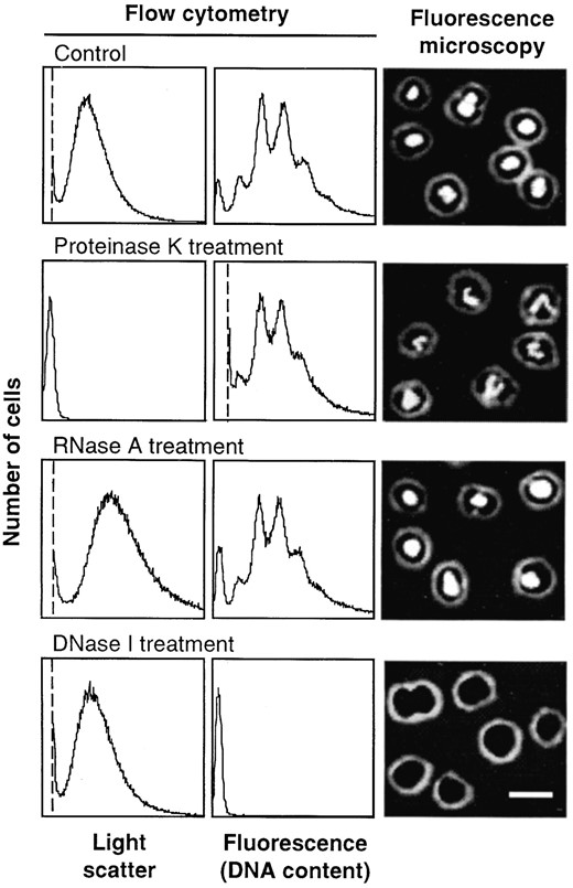 —Enzymatic treatments of fixed M. jannaschii cells. Cells from stationary phase were fixed in ethanol, washed, resuspended in buffer, and treated with the indicated enzymes. The enzymatic treatments were performed either in liquid or on microscope slides, and the cells were stained with MEB (flow cytometry) or DAPI (epifluorescence microscopy). In the flow cytometry distributions, the leftmost peak corresponds to background noise. The position of the noise peak depends upon which parameter was used to set the threshold, above which signals should be recorded. A light scatter threshold was used in all samples except the proteinase K treatment. Thresholds are indicated by vertical dotted lines. The remaining peaks represent the distribution of cells within a population according to their light scatter or fluorescence (in arbitrary units corresponding to instrument channel numbers). Bar, 2 μm.