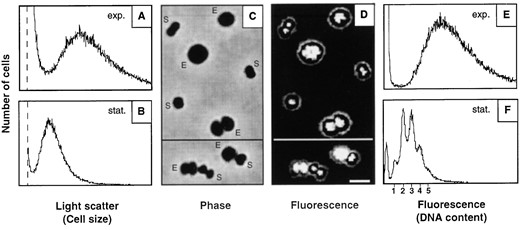 —Comparison between exponential and stationary phase cells. Samples were collected from the exponential (A and E) and stationary (B and F) growth phases. The samples were also mixed and visualized by phase-contrast (C) or combined phase-contrast and epifluorescence microscopy (D). E, cells from exponential phase; S, cells from stationary phase. The scale is identical in A and B, and in E and F. See legend to Figure 1 for explanation of leftmost peak in the flow cytometry panels. Thresholds are indicated by vertical dotted lines. Bar, 2 μm.
