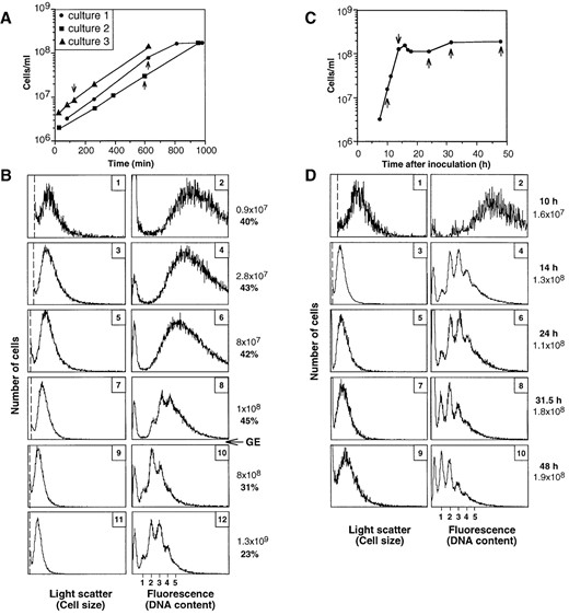 —M. jannaschii grown in supplemented MGG medium in serum bottles (A and B) or in nonsupplemented MGG medium in a fermenter (C and D). (A and C) Growth curves. Samples described in B and D are indicated by arrows. (B and D) Flow cytometry profiles. The cell concentrations (plain text; cells per milliliter), the percentage of cells exhibiting constriction (B), or the time points (D) are given to the right (boldface numbers). The last three samples in B (panels 7-12) were from a single bottle whose pressure was restored at the time point indicated by an arrow and the letters GE (gas exchange). See legend to Figure 1 for explanation of leftmost peak in each panel. Thresholds are indicated by vertical dotted lines.