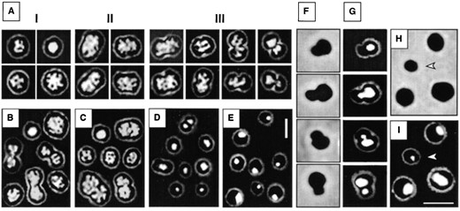 —Nucleoid structure and asymmetric division as revealed by DAPI staining of M. jannaschii cells. Exponential cells were grown in supplemented MGG in serum bottles (A) or in a fermenter (B and C) and fixed either with ethanol (A and B) or with formaldehyde (C). Cells with different morphologies are presented: rounded (I), elongated (II), and with different degrees of constriction (III). B and C are composite photographs of cells from different fields representing stages I-III. Cells were grown to stationary phase in MGG medium in a fermenter and fixed with ethanol. Cells from early (D) and late (E) stationary phase are shown. (F and G) Asymmetric division ocurring in stationary phase. (F) Phase-contrast illumination. (G) DAPI staining of the same cells as in F. (H) Phase-contrast and (I) DAPI staining of cells from a later sample (14 additional hours), including a small cell with a low DNA content (indicated by an arrow). Bar, 2 μm (in E for A-E and in I for F-I).