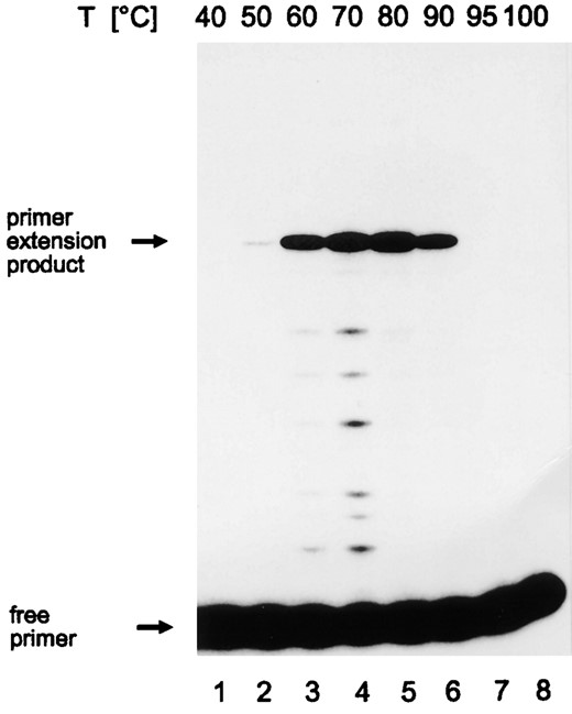 —Temperature optimum of Pyrococcus in vitro transcription from a circular template containing the gdh promoter. Cell-free transcription reactions were conducted at the temperatures indicated at the top. RNA synthesis was analyzed by primer extension. The amount of extension product was directly proportional to the concentration of template RNA when 1/16, 1/8, 1/4, and 1/2 of the RNA were synthesized in one standard cell-free transcription reaction and when RNA of one complete reaction were used as template. The positions of the 94-nt primer extension product and of the free primer are indicated. Primer extension products were separated on an 8% denaturing polyacrylamide (PA) gel.