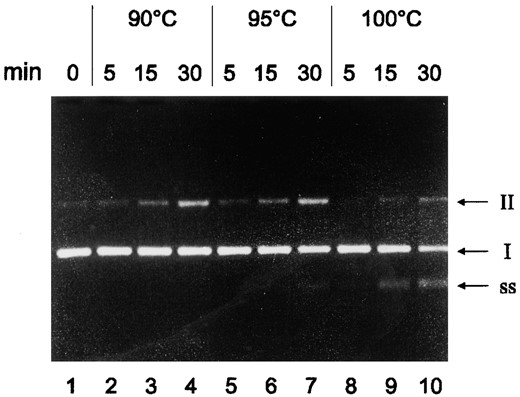 —Thermostability of template DNA. The plasmid pLUW479, harboring the Pyrococcus gdh promoter, was incubated at different temperatures in transcription reactions not containing NTPs as indicated at the top. DNA was subsequently analyzed by electrophoresis on 10% agarose gels and stained with ethidium bromide. I, cccDNA; II, ocDNA; SS, single-stranded DNA.