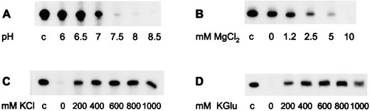 —Effect of pH, Mg2+ ions, and salt on RNA stability at extreme temperatures. A total of 8 fmol of labeled in vitro RNA was incubated for 30 min at 90° in transcription reaction buffer. The pH of the buffer (A), the MgCl2 concentration (B), and the KCl concentration (C) were modified as indicated below the lanes. (D) KCl was replaced by K-glutamate; the pH was adjusted at 20°. After preincubation, the decrease of the 328-nt RNA product was analyzed on 6% denaturing PA gels.