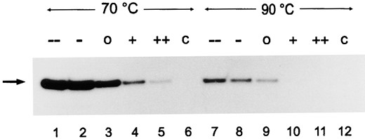 —Effect of DNA topology on cell-free transcription. Plasmid pLUW479 in different conformations, negatively supercoiled (--), slightly negatively supercoiled (-), relaxed (o), slightly positively supercoiled (+), and positively supercoiled (++) was used as template in cell-free transcription reactions, and the RNA was analyzed by primer extension. C is a control reaction not containing NTPs in transcription reactions.