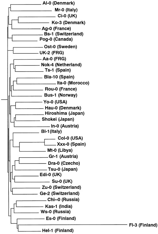—Neighbor-joining tree of 38 ecotypes of A. thaliana based on AFLP variation.