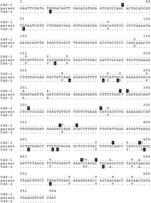—Sequence from the flank tetrad. The sequences of strains C46-1 and C46-2 are shown. These strains originated from a single tetrad as described previously (Selker et al. 1987). Wild-type and mutant sequences are shown in a manner similar to Figure 2. Mutations common to both progeny are indicated in black text. Mutations unique to only one of the progeny are indicated by white text on a black background.