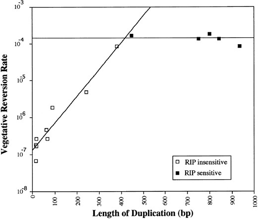 —Vegetative instability and RIP vs. length of duplications in mtr. The curve shown for the shorter duplications was determined by regression analysis. The line for the larger duplications represents the mean rate of reversion for these duplications. Several shorter (16, 18, 63, and 68 bp) duplications that were not tested are assumed to be not vulnerable to RIP.