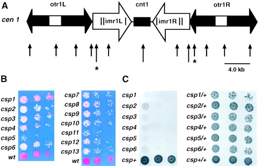 Silent centromere I marker gene insertions utilized in screen and the effect of csp1–13 mutations on cen1-Rade6+ repression. (A) Map of S. pombe centromere I DNA structure showing the insertion sites for cen1Lura4+ (cen1-im-r1L(NcoI)::ura4+; left asterisk) and for cen1Rade6+ (cen1-otr1R- (SphI)::ade6+) and cen1Rura4+ (cen1-otr1R(SphI)::ura4+) marker genes (right asterisk). NcoI sites are indicated by long arrows and SphI restriction sites are indicated by short arrows. The map is drawn approximately to scale. (B) Colony color assays of wild-type (wt) and csp mutant strains bearing cen1Rade6+ after 3 days of growth at 25°. Cells from white colonies, grown on low adenine YES indicator plates at 25°, were serially diluted in fivefold steps and spotted onto low adenine YES indicator plates at 25°. Mutant strain backgrounds were as indicated. The strains were FY1370, 1405, 1430, 1376, 1379, 1382, 1384, 1386, 1389, 1391, 1393, 1394, 1396, and wt is FY1181. (C) Comparative plating assay of haploid and heterozygous diploid temperature-sensitive csp mutants. Cells were serially diluted in fivefold steps and spotted onto YES plates for haploid strains (left) and minimal medium plates lacking adenine for diploid strains (right). Haploid strains are FY1370, 1405, 1430, 1376, 1379, 1382, and wt is FY1181, diploid strains are FY1524–1530, wt is FY1524. Plates were photographed after 3 days of growth at 36°.