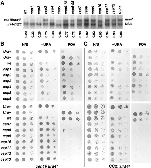 Relative effects of csp1–csp13 on centromeric silencing in the flanking repeat and central core regions. (A) Northern analysis of RNAs from strains with a fully expressed functional ura4+ integrated in the genome (R.int, FY340) and of wild-type (wt, FY973) and csp mutant strains (FY1470, 1473, 1625, 1477, 1626, 1627, 1628, 1629, 1630, 1488, 1491, 1493, and 1495) with ura4+ inserted within the flanking otr1R repeats of centromere I (cen1Rura4+). All strains contain the ura4-DS/E deletion allele at the endogenous ura4 locus. The cen1R-ura4+/ura4-DS/E ratio is indicated below each lane. (B and C) Photographs of comparative plating assays displaying the centromeric silencing phenotypes of csp mutants. The insertion sites of ura4+ marker genes used in the strains are: (B) otr1R(SphI)::ura4+ (cen1R-ura4+) strains (FY1470, 1473, 1625, 1477, 1626, 1628, 1629, 1630, 1488, 1491, 1493, 1495, and 1496), wt is FY973 and (C) CC2 (SphI)::ura4+ (CC2:: ura4+) strains (FY1811, 1812, 1813, 1814, 1856, 1816, 1850, 1818, 1819, 1820, 1821, 1822, 1971), wt is FY412. Positive control (Ura+), 972; negative control (Ura−), ED665. Cells were serially diluted in fivefold steps and spotted onto nonselective (N/S) plates, plates lacking uracil (−URA), and plates containing FOA. Plates were photographed after 3 days of growth at 25°.