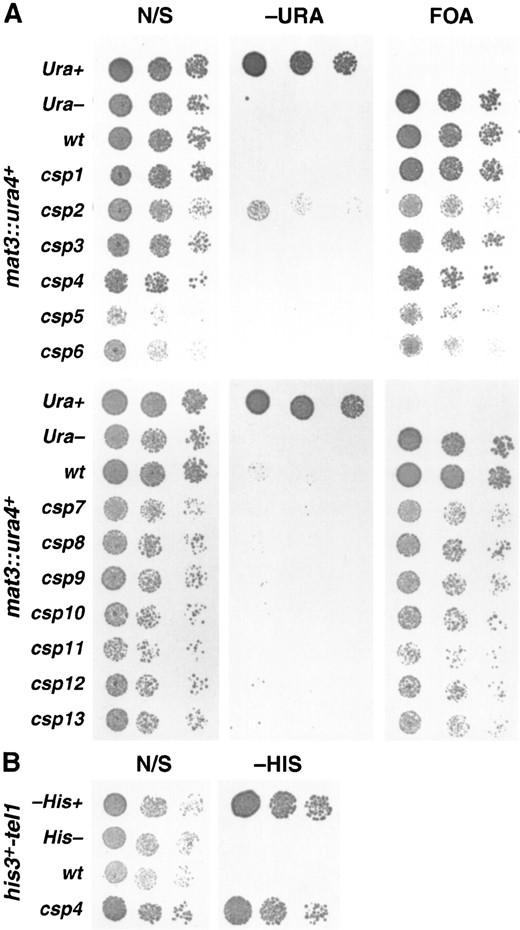 Relative effects of csp1–csp13 on silencing of ura4+ adjacent to the mat3 locus and his3+ adjacent to a telomere. (A) A comparative plating assay showing mating-type silencing phenotypes of the csp mutants. The ura4+ marker gene insertion site is adjacent to mat3. Strains are FY1631, 1854, 1633–1643; wt is PG9. Positive control (Ura+), 972; negative control (Ura−), ED665. Cells were serially diluted in five-fold steps and spotted onto nonselective (N/S) plates, plates lacking uracil (−URA), and plates containing FOA. Plates were photographed after 3 days growth at 25°. (B) Comparative plating assay of his3+tel1 wild-type and csp4 strains. The positive control (His+) strain is 972, the wt strain is FY1862, the csp4 strain is FY1878, and the negative control (His−) is FY86. Cells were serially diluted in fivefold steps and spotted onto nonselective (N/S) plates, and plates lacking histidine (−HIS). Plates were photographed after 3 days of growth at 25°.