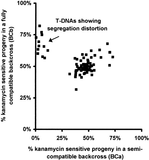 Graphical plot of the T-DNA segregation assays obtained for 83 transformants. The percentage of kanamycin-sensitive seedlings obtained from the two backcrosses for each transformant shown in Table 1 is presented graphically. Each square corresponds to the segregation data for a single transformant. The position on the x-axis corresponds to the percentage of kanamycin-sensitive seedlings in the semicompatible cross (BCa). The position on the y-axis corresponds to the percentage of kanamycin-sensitive seedlings in the fully compatible cross (BCb). The arrow indicates a cluster of 12 transformants showing a significant segregation distortion in favor of sensitive seedlings in the semicompatible cross.