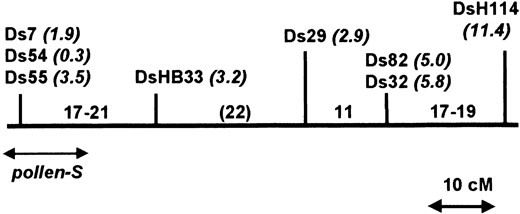 Genetic map of S-linked T-DNAs based on intercrossing. The genetic distances between T-DNAs reported in Table 2 (right column) were used to construct a preliminary map as described in the text. This map is based on recombination estimates in the inbred background V26, and the distances between T-DNAs are shown in centimorgans. The figures in italics refer to the genetic distance (in centimorgans) between each T-DNA and pollen-S based on recombination estimates in the V26 × V13 hybrid background (Table 3, column 2). An approximate position for pollen-S is indicated based on this combined mapping data.