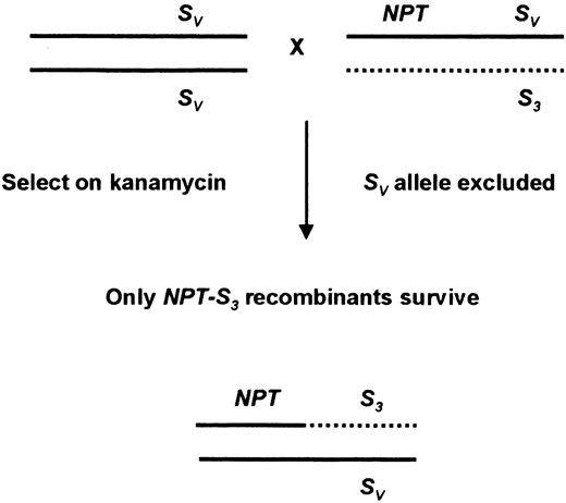 Scheme to preselect for recombination events flanking the S-locus. The male parent shown is heterozygous at the S-locus (SV S3) and carries a T-DNA conferring kanamycin resistance (NPT) linked to the SV allele. When crossed to a female plant homozygous (or heterozygous) for the SV allele, the SV allele from the transgenic male parent is excluded. The only seedlings from this cross that will survive kanamycin selection are the NPT-S3 recombinants shown.