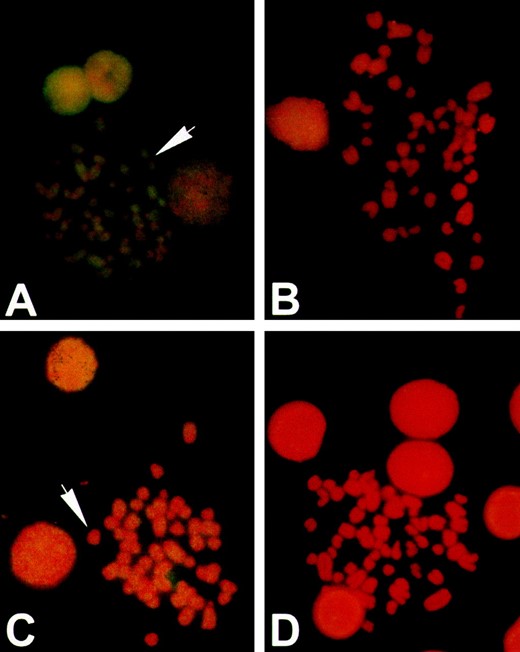 In situ hybridization of rodent chromosomes with L1 probes. Sigmodon (A and C) and Oryzomys (B and D) chromosomes probed with L1 sequences Sig8b from Sigmodon (A and B) and OryMe41 from Oryzomys (C and D). Chromosomes were stained with propidium iodide (red) and probes were labeled by biotinylation and detected by immunofluorescence (yellow). Hybridization to L1 probes in Sigmodon is typical of the pattern seen in other mammals. Hybridization to Oryzomys is reduced compared to Sigmodon and is most evident in interphase nuclei.