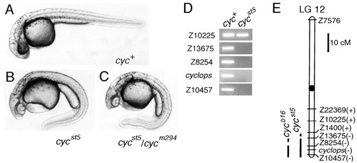 The cycst5 mutation causes cyclopia and deletes a segment of LG 12. Morphology of (A) wild-type, (B) cycst5 homozygous, and (C) cycst5/cycm294 diploid embryos at 36 hr. (D) Pools of DNA from cyc+ and cycst5 diploid embryos were tested with SSLP markers on LG 12. All SSLP markers were also tested in individual embryos to confirm the presence or absence of the markers (data not shown). (D) Linkage map of LG 12 is shown with the presence (+) or absence (−) of the SSLP markers in cycst5. Primers for the cyc gene (Rebagliati  et al. 1998; Sampath  et al. 1998) were also tested. The cycb16 mutation, already known to have a deletion on LG 12 (Rebagliati  et al. 1998; Sampath  et al. 1998; Talbot  et al. 1998) was also tested with the SSLP markers for comparison. cycb16 deletes Z10457 and Z8254 but does not remove Z13675, which is deleted in cycst5. Marker distances are based on Shimoda  et al. (1999).