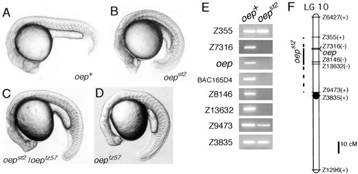 The oepst2 mutation causes cyclopia and deletes the oep region of LG 10. Morphology of (A) wild-type, (B) oepst2 homozygous, (C) oepst2/oeptz57, and (D) oeptz57 homozygous diploid embryos at 24 hr. (B) The oepst2 mutant shows a neural degeneration phenotype (note the dark region of brain) in addition to cyclopia. (E) Pools of DNA from wild-type (oep+) and oepst2 haploid siblings were tested with SSLP markers on LG 10. Primers for the oep gene and an STS from BAC165D4 (Zhang  et al. 1998), a clone isolated in the oep chromosomal walk, were also tested. All SSLP markers were also tested in individual haploid embryos to confirm the presence or absence of the markers (data not shown). (F) Linkage map of LG 10 with the presence (+) or absence (−) of markers in oepst2. Marker distances are based on Shimoda  et al. (1999). The oep gene was placed in reference to the other markers using data from the T51 RH panel (Geisler  et al. 1999) and the heat-shock diploid genetic mapping panel (http://zebrafish.stanford.edu).
