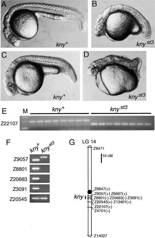 The knyst3 mutant has a short axis and deletes a segment of LG 14. Morphology of (A and C) wild-type and (B and D) knyst3 embryos at 24 hr. (A and B) Diploid and (C and D) haploid embryos are shown. Some knyst3 haploids are partially cyclopic (D). (E) Eight wild-type (kny+) and eight knyst3 haploid siblings were tested with the LG 14 SSLP marker Z22107. Approximately 200-bp and ~130-bp alleles segregate with kny+ and knyst3 alleles, respectively. (F) Pools of DNA from wild type (kny+) and knyst3 haploid siblings were tested with SSLP markers on LG 14. For Z9057, alleles of different sizes are apparent in wild-type and mutant pools. These SSLP markers were also tested in individual haploid embryos to confirm the presence or absence of the amplified fragments (data not shown). (G) Linkage map of LG 14 with the presence (+) or absence (−) of SSLP markers in knyst3. Marker distances are based on Shimoda  et al. (1999).