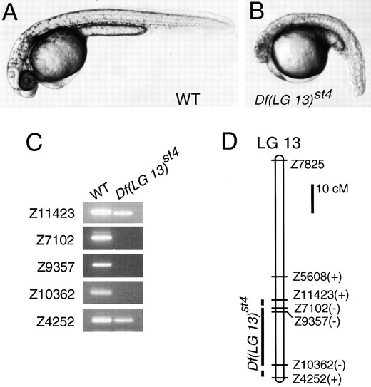 The Df(LG 13)st4 mutation causes a widespread degeneration phenotype and deletes a segment of LG 13. (A) Wild-type and (B) Df(LG 13)st4 homozygote at 36 hr. (C) Pools of DNA from wild-type (WT) and Df(LG 13)st4 haploid siblings were tested with SSLP markers on LG 13. All SSLP markers were also tested in individual haploid embryos to confirm the presence or absence of the markers (data not shown). (D) Linkage map of LG 13 with the presence (+) or absence (−) of the SSLP markers in Df(LG 13)st4. Marker distances are based on Shimoda  et al. (1999).