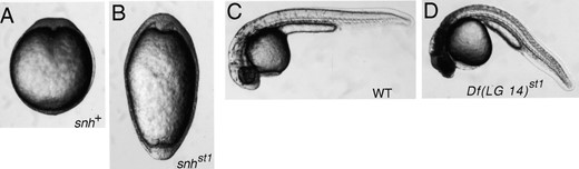 Phenotypes of snhst1 and Df(LG 14)st1 mutants. Dorsal view at the early segmentation stage (12 hr) of wild-type (A) and snhst1 (B) embryos. Lateral view of wild-type (C) and Df(LG 14)st1 (D) embryos at 36 hr. Diploid embryos are shown.