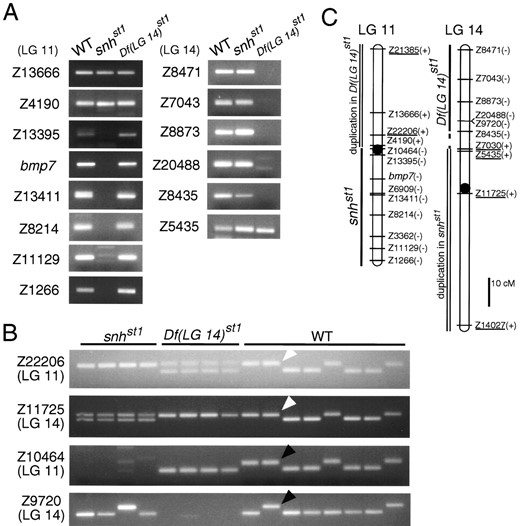 Analysis of LG 11 and LG 14 markers in the snhst1 and Df(LG 14)st1 mutants. (A) Pools of DNA from wild-type (WT), snhst1, and Df(LG 14)st1 haploid progeny from a heterozygous T(LG 11; LG 14)st1/+ female were tested with SSLP markers and the bmp7 gene (Dick  et al. 2000; Schmid  et al. 2000). All SSLP markers were also tested in individual haploid embryos to confirm the presence or absence of the markers (data not shown). (B) Individual haploid progeny from a T(LG 11; LG 14)st1/+ heterozygous female were tested with SSLP markers. snhst1 haploids inherit no Z10464 (LG 11) allele but two different alleles of Z11725 (LG 14). Df(LG 14)st1 haploids inherit no Z9720 allele (LG 14) but two different alleles of Z22206 (LG 11). One allele of Z22206 is coupled to one allele of Z11725 (white arrowheads), and one allele of Z10464 is coupled to one allele of Z9720 (black arrowheads). (C) Linkage maps of LG 11 and LG 14 with the presence (+) or absence (−) of the SSLP markers in the snhst1 or Df(LG 14)st1. LG 11 and LG 14 markers known to be duplicated in Df(LG 14)st1 and in snhst1 haploids, respectively, are underlined. Marker distances are based on Shimoda  et al. (1999). Centromere positions (circles) were determined by Knapik  et al. (1998).