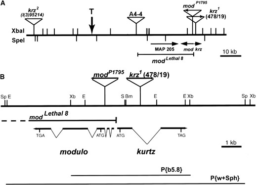 Genomic location and structure of the kurtz locus. (A) Physical map of the DS05238 P1 clone at cytological position 100F5 on 3R. The positions of the A4-4, P1795, and 478/19 P elements are shown. The vertical arrow marked with a T indicates the position of the telomere in the lines carrying modlethal8 and A4-4 (Levis  et al. 1993). Beneath the map are the positions and orientations of the distal-most genes on 3R and the modlethal8 deficiency (Pereira  et al. 1992; this report). (B) Genomic structure of the kurtz and modulo loci. Genomic and cDNA maps of the mod and krz loci are shown with the positions of mutations. The modlethal8 is a large deletion that terminates 47 bp 5′ of the longest krz cDNA. The 478/19 P{lacW} element in the krz1 mutant is located within the krz intron, whereas the P1795 PZ element is inserted within the second intron of mod. The position of genomic fragments used in the construction of the P{b5.8} and P{w+Sph} transposons is shown below the transcribed regions. Restriction enzymes are as follows: Bm, BamHI; E, EcoRI; S, SacI; Sp, SphI; and Xb, XbaI.