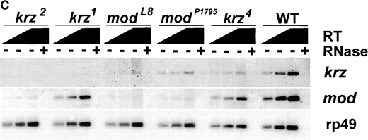 kurtz is expressed throughout development. (A) A Northern blot containing 5 μg poly(A)+ RNA from 0- to 18-hr embryos (E) and 0- to 7-day-old adult flies (A) was probed with a full-length kurtz cDNA. A single 2-kb message was detected. rp49 is shown as a loading control. (B) kurtz message is detected by RT-PCR in RNA from the selected stages of development. rp49 was coamplified as an internal control. The indicated lanes contained PCR reactions from reverse transcription reactions that were pretreated with RNAse. The primers used to amplify krz and rp49 cDNAs were located on either side of the respective introns, thus giving a transcript-specific product size. (C) krz mutants show decrements in transcript levels. RT-PCR analysis of poly(A)+ RNA from third instar larvae. PCR reactions were transferred to nylon and hybridized with radiolabled gene-specific probes. The graded bar indicates an increasing amount of input cDNA into the PCR reaction. In the indicated lanes, RNase was added prior to RT reaction as a control.