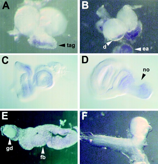 Spatial localization of krz transcripts within third instar larvae. In situ hybridizations with krz antisense riboprobe to dissected third instar larvae are shown. (A) A lateral/posterior view of a third instar larval CNS. krz transcripts are present in the ventral portion of the ventral nerve chord, but not in the posterior lobes of the brain. (B) A dorsal view of the brain with the eye-antennal imaginal disc removed. krz is detected in the antennal lobe region beneath the eye-antennal disc. (C) Eye-antennal imaginal disc visualized with Nomarski optics. (D) Wing imaginal disc visualized with Nomarski optics. (E) Dissected fat body with a gonadal disc. krz is expressed in all fat body cells of late third instar larvae. (F) Ventral view of a krz1 mutant CNS. No hybridization was detected in krz1 homozygotes. tag, thoracic-abdominal ganglia; d, deuterocerebrum; ea, eye-antennal disc; no, notum anlagen; gd, gonadal disc; fb, fat body.