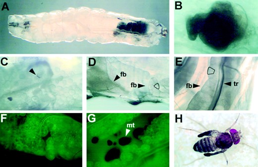 krz mutants have defects in fat body integrity and CNS function that can be functionally rescued by krz-specific transgenes. All images were taken of living animals. (A) A typical krz1 third instar larva is shown at ×5 magnification. The melanotic tumors in this animal have accumulated in the posterior end. (B) A Nomarski image of a recently formed melanotic tumor. This tumor was located within the fat body of a krz1 third instar larva. Melanotic tumors are frequently uneven in shape and formed by layers of lamellocytes. Magnification: ×100. (C) A Nomarski image of a krz1 homozygous late third instar larva. The fat bodies in this mutant animal have lost their integrity and are beginning to disaggregate. The arrow shows a melanotic tumor forming between two dissociated fat body cells. Magnification: ×20. (D) A Nomarski image of wild-type late third instar larval fat bodies. The left arrow shows the position of a fat body sheet. The right arrow indicates a fat body lobe near the cuticle wall. A representative fat body cell has been outlined. Magnification: ×20. (E) A Nomarski image of a P{b5.8T13}; krz1 late third instar larva. The 5.8-kb genomic XbaI fragment completely rescues the precocious dissociation of fat bodies in krz1 mutant animals. The trachea (tr) is seen on top of the fat body in this image. A representative fat body cell has been outlined. Magnification: ×20. (F) A CyO, P{w+,KrGFP30}/+; krz1 homozygous third instar larva ~20 hr after the second molt. In this line, GFP is expressed specifically in the fat bodies at this stage of development. Magnification: ×40. (G) A late third instar PUARRT5/CyO, P{w+,KrGFP30}; krz1 larva. In this animal the krüpple promoter/Gal4 construct drives the expression of both GFP and the krz cDNA in the fat body. The fat bodies have started to dissociate and melanotic tumors have formed. Magnification: ×40. (H) Expression of a krz cDNA in the nervous system rescues krz1 mutants. A 7-day-old c155/+; P{UARRT5}/+; krz1 adult is shown. Approximately one-third of rescued flies with this genotype are unable to unfurl their wings after eclosion. fb, fat body; tr, trachea; mt, melanotic tumor.