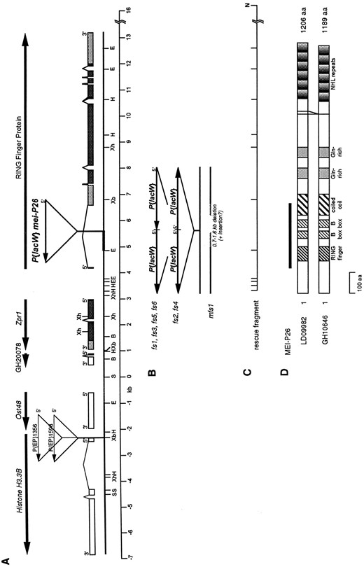 The mei-P26 locus. (A) Molecular map of the genomic region near mei-P26. The horizontal line shows a partial restriction map of the region surrounding the mei-P261 P{lacW} insertion. The sequence on the left, including the His3.3B and Ost48 genes, was previously published (accession nos. X81207 and X81999; Akhmanova  et al. 1995; Stagljar  et al. 1995). The dashed line signifies ~1 kb of unsequenced genomic DNA. The thickened line indicates the fragment isolated by plasmid rescue. Boxes above the line indicate exons for each gene except Ost48, for which the genomic structure was not determined. The positioning of Ost48 on this map is approximate. For Zpr1 and the RING finger gene, protein coding sequence is shaded dark gray, and untranslated sequence is shaded light gray. The 5′ to 3′ orientations of the genes and P elements are shown by arrows. B, BamHI; E, EcoRI; H, HindIII; S, SalI; Xb, XbaI; Xh, XhoI. (B) Mutations in new mei-P26 alleles. The mutations in the mei-P26fs1, mei-P26fs2, mei-P26fs3, mei-P26fs4, mei-P26fs5, mei-P26fs6, and mei-P26mfs1 alleles are shown corresponding to the map in A. (C) Restriction fragment used for transformation rescue construct P{w+mC; N1} is shown corresponding to the map in A. N, NotI (site from lambda vector). (D) Schematic representation of the proteins encoded by mei-P26 cDNAs LD09982 and GH10646, showing the 17-amino acid difference in the C-terminal region resulting from alternative splicing of the transcript. The line above the proteins represents the region of similarity to the TIF1 family.