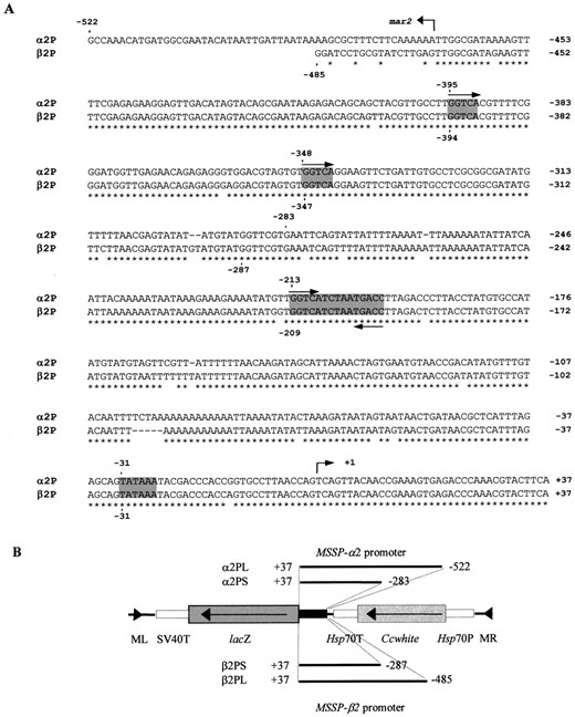 Sequences used for functional analysis of MSSP-α2 and MSSP-β2 gene promoters. (A) Comparison of the 5′ flanking and the 5′ UTR regions of genes MSSP-α2 and MSSP-β2. Numbers on the right indicate nucleotide positions. A putative steroid hormone response element (GGTCATCTAATGACC), direct GGTCA repeats, and TATA box are shaded. Transcription initiation sites are indicated by an arrow. The two overlapping fragments used for the promoter functional analysis of MSSP-α2 are α2PL (−522/+37) and α2PS (−283/+37). Similarly, the analogous fragments used for MSSP-β2 promoter analysis are β2PL (−485/+37) and β2PS (−287/+37). The first nucleotide of the putative modules and the 5′ end of the promoter fragments described above are shown by numbers and dots. The position of the mar2 element is indicated by an arrow. (B) Schematic presentation of the four constructs used for the promoter functional analysis. The 5′ flanking and 5′ UTR fragments were fused to the lacZ reporter gene (shown in dark gray) followed by the SV40 terminator (T; unshaded) and introduced into the Minos transformation vector pTZMiCcwNotI, which is marked with the medfly white gene (light gray). ML and MR indicate the left- and right-end parts of Minos, respectively. The Hsp70 promoter (P) and terminator (T) are unshaded.