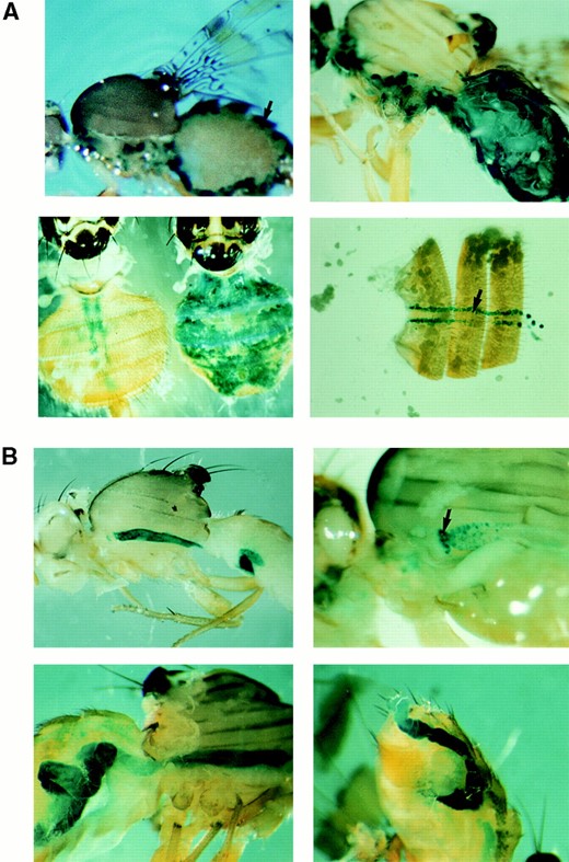 (A) MSSP-α2 promoter-directed expression of the reporter gene lacZ in medfly adults, visualized by X-gal staining in 5-day-old adult flies. The transgene expression driven by both α2PS and α2PL fragments is restricted to the fat body of males. (A, top left) Expression of β-galactosidase in the fat body (arrow) that is found at the periphery of the abdomen of an α2PS29 male. (A, top right) β-Galactosidase activity in the fat body of an α2PL11B male. The levels of expression driven by the α2PL fragment are much higher than the expression levels of the α2PS fragment. (A, bottom left) Comparison of β-galactosidase activity of a female (left) and a male (right) adult of the transgenic line α2PL8A. The female adults show only endogenous activity in the pericardial cells similarly to control w flies. (A, bottom right) Endogenous activity is detected in w female medflies (as well as in males) in pericardial cells found as a row on either side of the midline. (B) β-Galactosidase activity in β2PS and β2PL transgenic lines. The X-gal staining (blue) was performed in 2-day-old flies. The two overlapping promoter fragments of the MSSP-β2 gene direct the expression in the midgut in both sexes. (B, top left) β2PS5 male, (B, top right) high magnification showing the lacZ staining of the pro-ventriculus (indicated by arrow) and midgut epithelial cells in a β2PL16 female, (B, bottom left) β2PL16 female, and (B, bottom right) β2PL28 male.