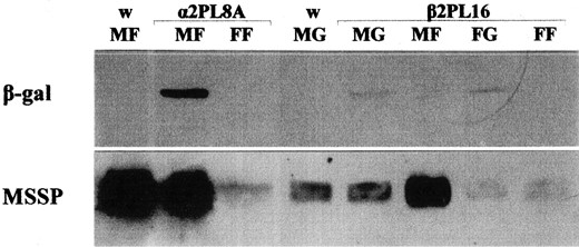Immunodetection of β-galactosidase in the fat body and midgut of transgenic flies. Western blotting was performed in protein extracts prepared from the fat body of 5-day-old α2PL8A and the midgut of 2-day-old β2PL16 flies, using antibody against the transgenic β-galactosidase (MF, male fat body; MG, male gut; FF, female fat body; FG, female gut). The medfly w strain was used as control. Immunodetection of MSSP polypeptides served as internal reference.