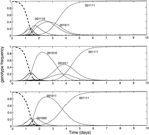 —The effect of stochastic sampling. The genotype frequencies for three separate trials of simulated evolution for a six-locus genome are plotted. All simulations were seeded with a uniform population of the wild-type genome (six zeros). Mutations in bits three to six confer the same fitness advantage in each simulation. Variation in the evolutionary trajectory was introduced by resampling the population of 107 individuals once per day, producing a new starting population of size 103. Note that the genome with the highest fitness emerges in each of these trials, but the evolutionary trajectory from the wild type to the fittest variant differs markedly. We used a mutation rate of 10–4 and a 20-min generation time.