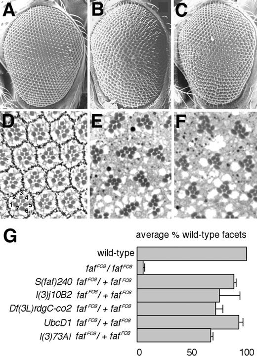 —Suppression of the faf mutant eye phenotype. Scanning electron micrographs (A-C) and tangential sections (D-F) of Drosophila adult eyes are shown. Anterior is to the left in A-C. The genotypes are as follows: (A and D) wild type; (B and E) faf FO8; and (C and F) S(faf)240 faf FO8/+ faf FO8. The numbers in D indicate photoreceptor cells R1-R7. The central R8 cell is not visible in this apical plane of section. (E) Each facet contains more than the normal number of photoreceptors. (G) A histogram showing the dominant suppressor of faf activity of three different DNAprim mutant alleles. For comparison, the extent to which UbcD1 and l(3)73Ai suppress faf FO8 is also shown (Huang  et al. 1995; Wu  et al. 1999). The average fraction of wild-type facets was calculated by scoring the number of wild-type and mutant facets in at least 100 facets in at least three different flies of each genotype. The error bars indicate standard deviations, which represent the variation between individuals of a given genotype.
